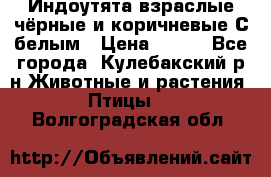 Индоутята взраслые чёрные и коричневые С белым › Цена ­ 450 - Все города, Кулебакский р-н Животные и растения » Птицы   . Волгоградская обл.